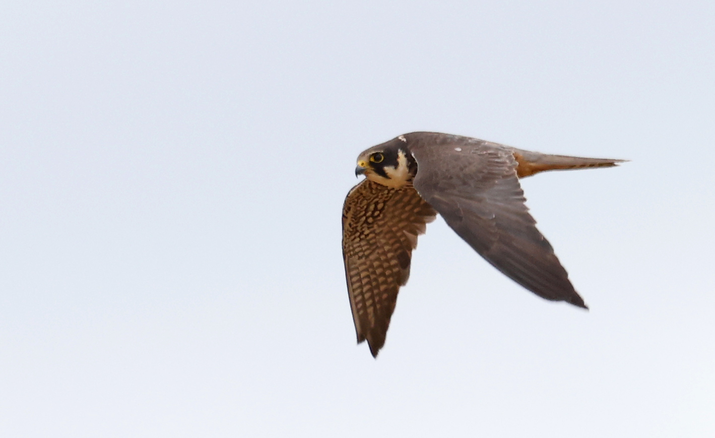Herts Bird Club 2021HobbyBarwickFordSFox29Aug